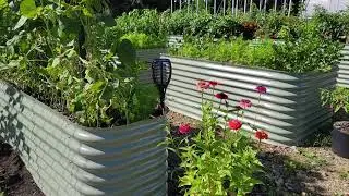 Cattle Panel Trellis Tunnel with Birdies Raised Beds