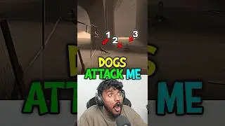 3 Dogs Attack Me