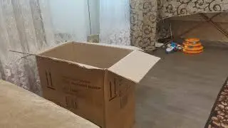 кошка упорно лезет в коробку