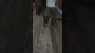 блюющая кошачья сага