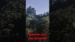 шамоли дарахтшикан дар Душанбе 2 руз аст давом  дорад #ватан #гариб #душанбе
