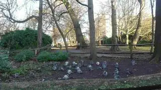 pigeons