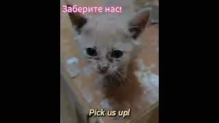 Заберите нас! Pick us up