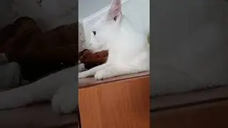 НАПУГАЛ ШВАБРОЙ, УСПОКОИЛИСЬ.