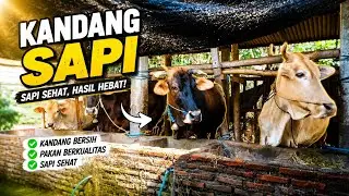 Rahasia Kandang Sapi Bersih & Menguntungkan!