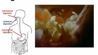 Where Digestion Starts & Ends