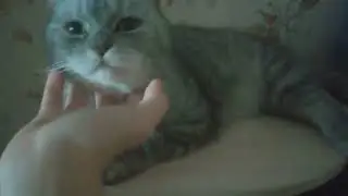 У кота системный сбой