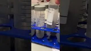 Where are the bees now?