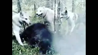 Охота на медведя . собаки. Охота с собаками