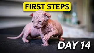 Is Everything Okay with These Four Newborn Kittens' Health?