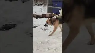 Ветлянская 7