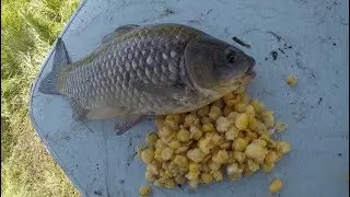 Пьяный карась на кукурузу + белая лилия