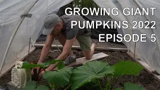 Growing Giant Pumpkins 2022 Episode 5 - Transplanting and First Week