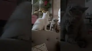 anak kucing lucu