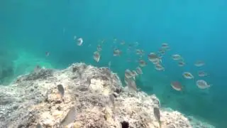 4k diving free snorkeling