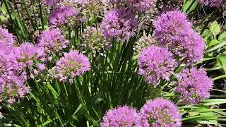 Bumblebees