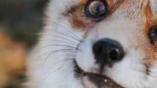 More foxes saved!