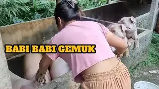 [REVIEW BABI] Hari Libur Nengok Kandang Babi Dulu - Peternak Babi Pemula