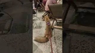 The fox in the city is very friendly #fox #foxfamily #pets