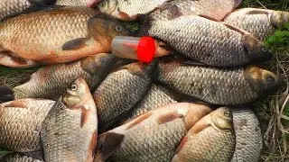 Big-faced wild boars on a clever mix! Crucian carp fishing, crucian carp float fishing