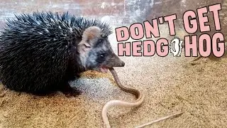 Don't Get Hedgehog Until You Watch This! | Reasons Not To Get a Hedgehog