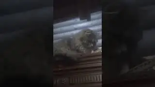 Отдам котенка в добрые руки. Отдам шенка даром