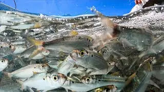 We threw live sardines to a hungry school of sardines and had an epic fishing trip!