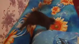 Кот ждёт, потом бежит