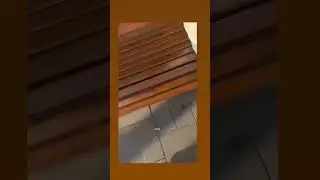 медвежонок. укусил девушку