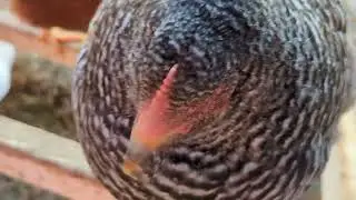 Upgrading The Nests In My Chicken Coop