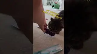 Crazy Cat LuLu Hunts a Hair Brush