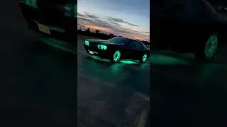 Это что за зверь такой ❤️#shorts