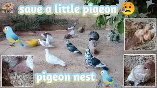 Watch the nest of pigeons, taking care of the new chicks and their daily food routine, very nice