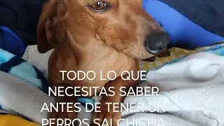 Datos sobre los perros salchichas que tenés que saber #teckel #dog #dachshund