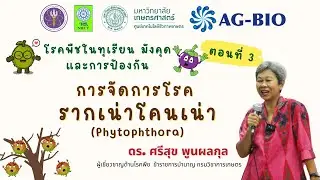 การจัดการโรค รากเน่า โคนเน่า : ไฟทอปธอรา (Phytophthora)