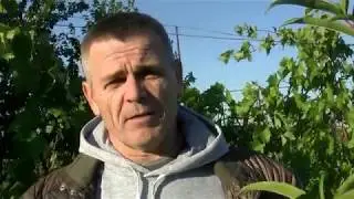 Влагозарядковый полив сада и виноградника.