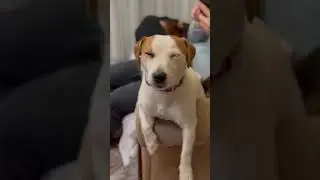 Сни Чепульди .