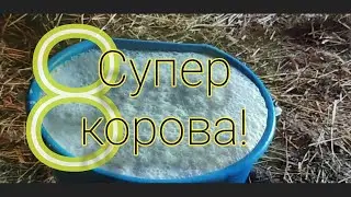 Супер Корова. Привезли очередную 8-ую корову
