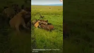 When you go out, it’s good to have more brothers #animalworld