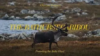 The Bathurst Caribou | Protecting The Arctic Hunt