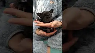 cute puppy french bulldog