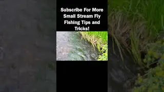 Small Stream, BIG Rainbow Trout | Fly Fishing #Shorts