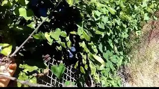 ইটালিয়ান ফল তবে দেখতে গাবের মত।।