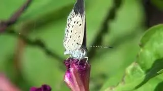 シジミチョウ　寝てる！？