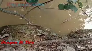 melihat buaya tidur, mengerikan