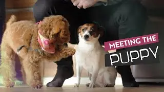 Took our Dog to Mt. Fuji to meet a NEW PUPPY!