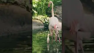 flamingo flamingos birds dancing #wildlife #shorts #birds