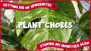 Staking My Monstera Albo & Taking Care of Spidermites 🕷 | Plant Chores!
