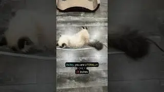 Don’t You Hate It When Cats Do This??