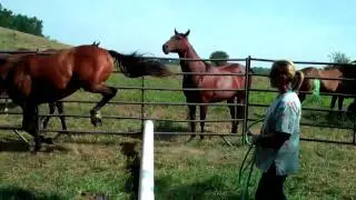 Countless Renditions 2008 Filly Rich Rendition x Big Time